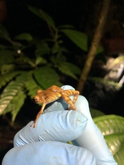 Pristimantis altamazonicus