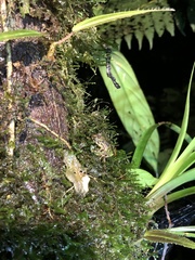 Pristimantis katoptroides