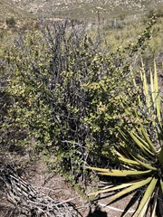 Ceanothus perplexans