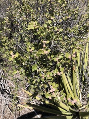 Ceanothus perplexans