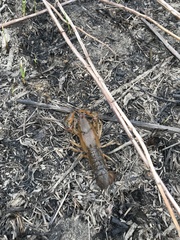 Lacunicambarus nebrascensis