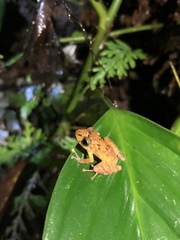 Pristimantis incomptus