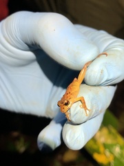 Pristimantis incomptus