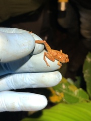 Pristimantis incomptus