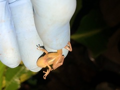 Pristimantis incomptus