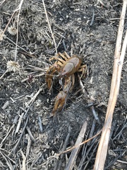 Lacunicambarus nebrascensis