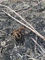 Lacunicambarus nebrascensis