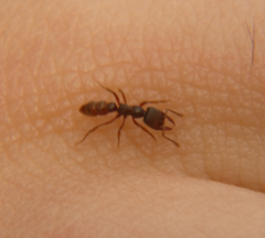 Stigmatomma pallipes