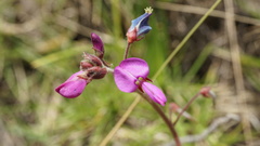 Desmodium molliculum