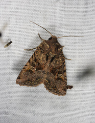 Neumichtis mesophaea