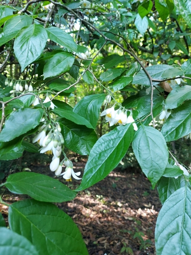 Styrax glabrescens (Styrax glabrescens)
