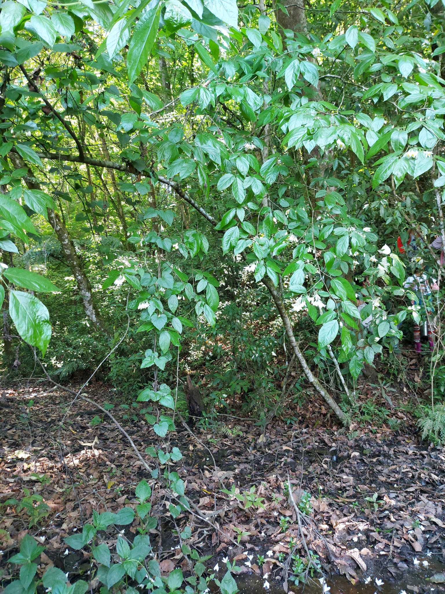 Foto de Styrax glabrescens Benth.