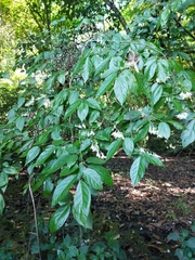 Styrax glabrescens