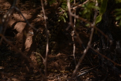 Sceloporus bimaculosus