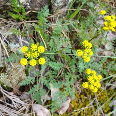 Lomatium serpentinum