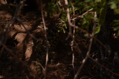 Sceloporus bimaculosus