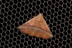 Eublemma crassiuscula