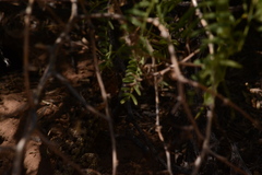 Sceloporus bimaculosus