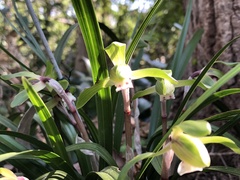 Cymbidium goeringii