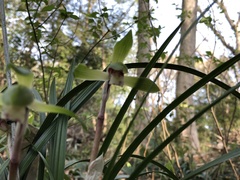 Cymbidium goeringii