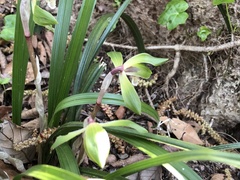 Cymbidium goeringii