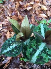 Trillium decipiens