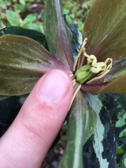 Trillium decipiens