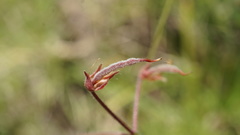 Desmodium molliculum