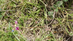 Desmodium molliculum