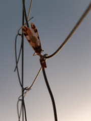 Paramantispa decorata