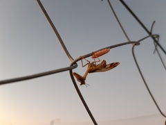 Paramantispa decorata