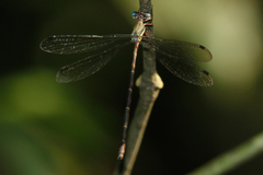 Megapodagrionidae