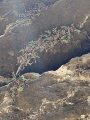 Pellaea glabella
