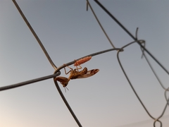 Paramantispa decorata