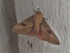 Syssphinx blanchardi