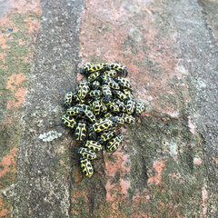 Astylus atromaculatus