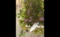 Lythrum californicum