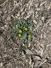 Cymopterus longipes