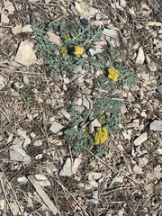 Cymopterus longipes