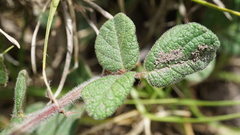 Desmodium molliculum