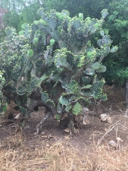 Opuntia alta