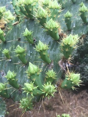 Opuntia alta