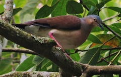 Leptotila plumbeiceps