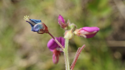 Image of Desmodium molliculum by (c) Jairo Pinto, some rights reserved (CC BY)