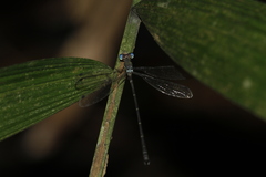 Megapodagrionidae