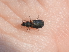Melyrodes basalis
