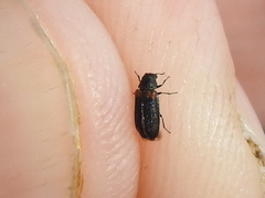 Melyrodes basalis