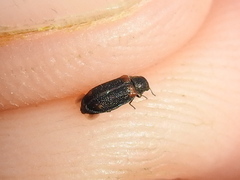 Melyrodes basalis