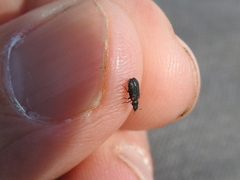 Melyrodes basalis