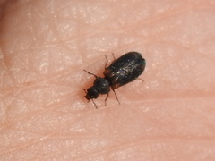 Melyrodes basalis